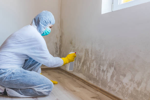 Professional mold removal team in Scottsdale